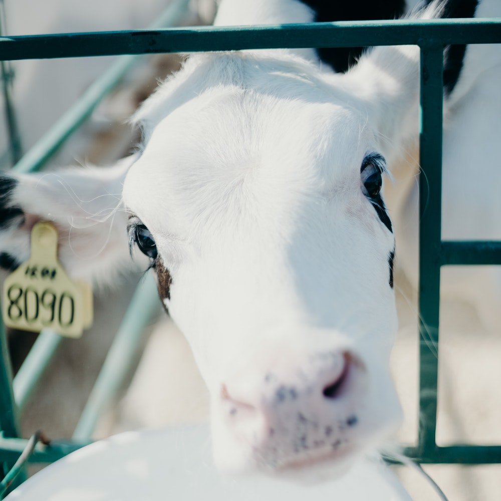 Recepción y almacenamiento de la leche y otras materias primas